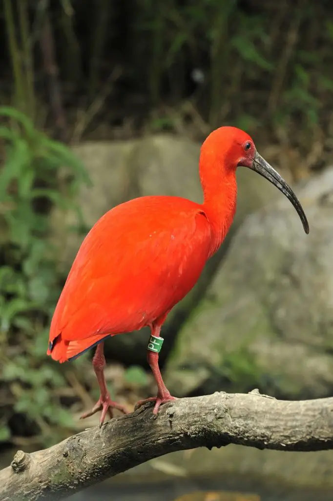 Ibis (Threskiornithidae)