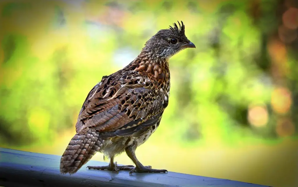 Grouse (Tetraoninae) Bird Facts