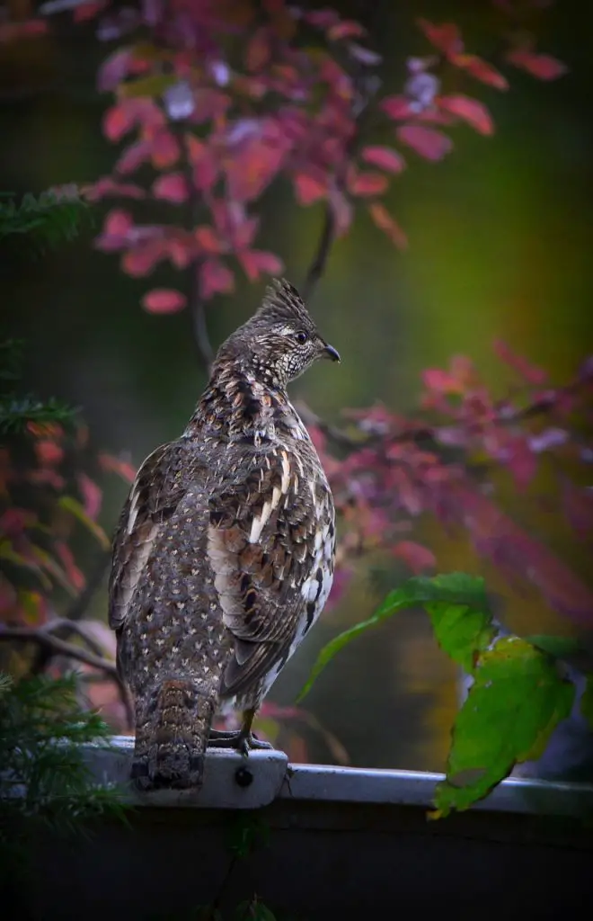 Grouse (Tetraoninae) Bird Facts