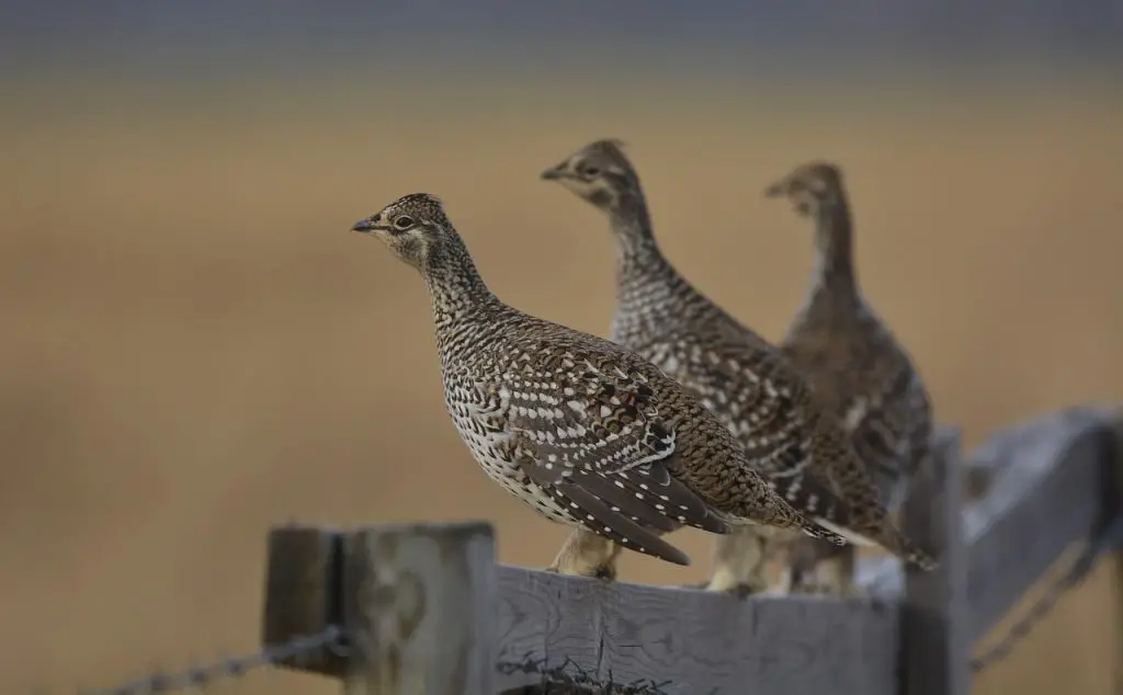 Grouse (Tetraoninae) Bird Facts