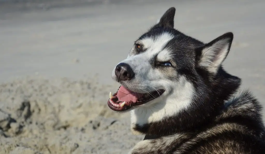 Husky (Canis Lupus)