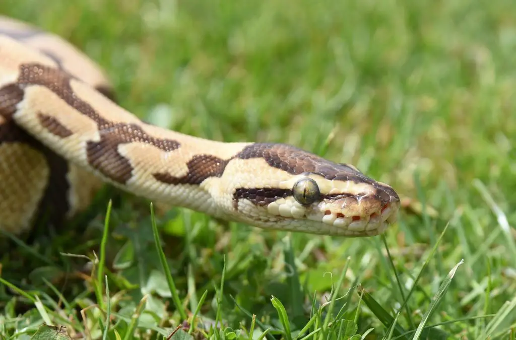 Ball Python (P. Regius)