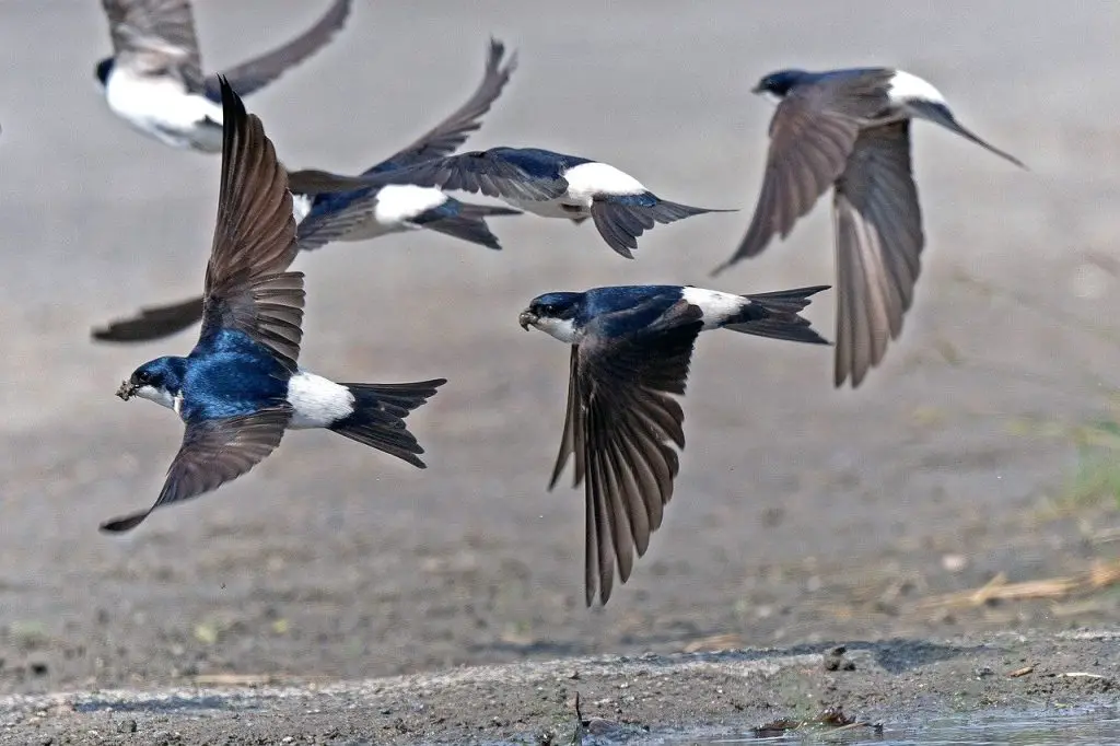 Swallow (Tachycineta Bicolor, Atticora Fasciata)