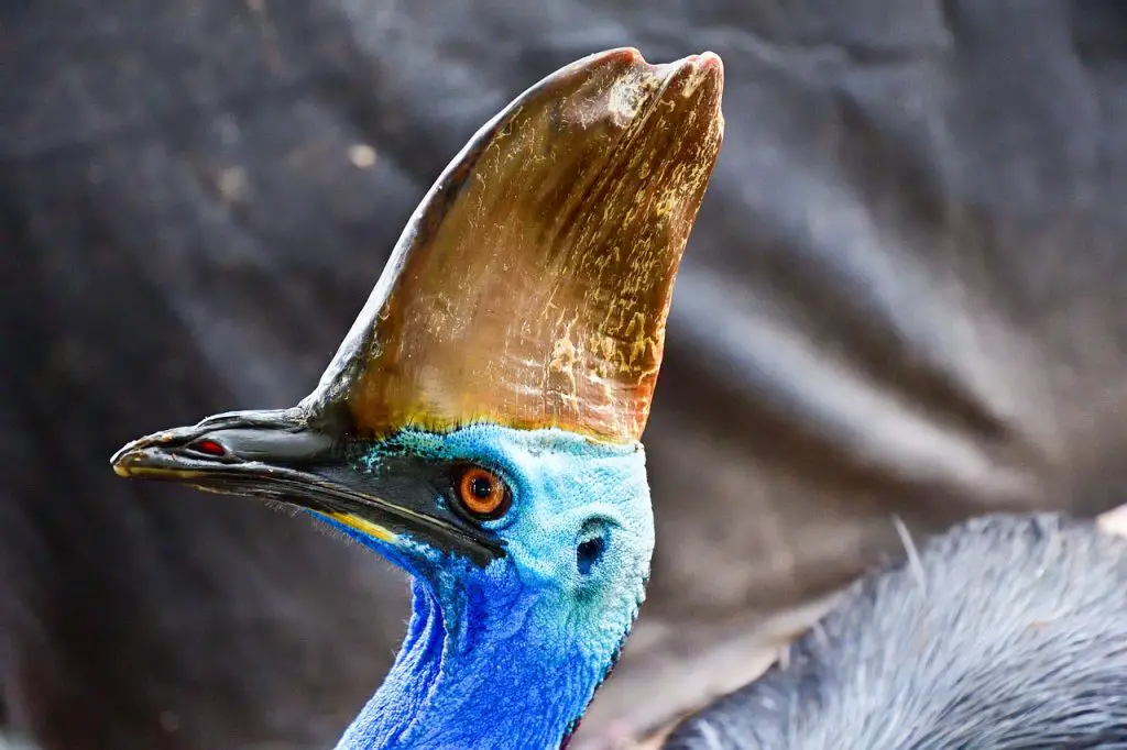 Cassowary (Casuarius Spp.)