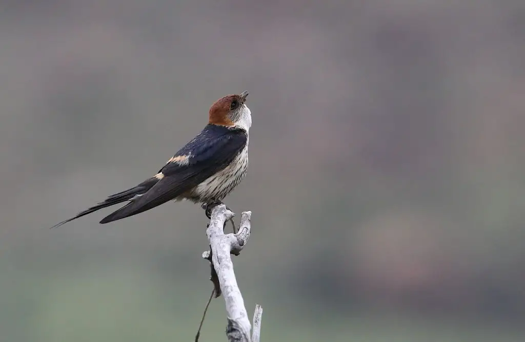 Swallow (Tachycineta Bicolor, Atticora Fasciata)