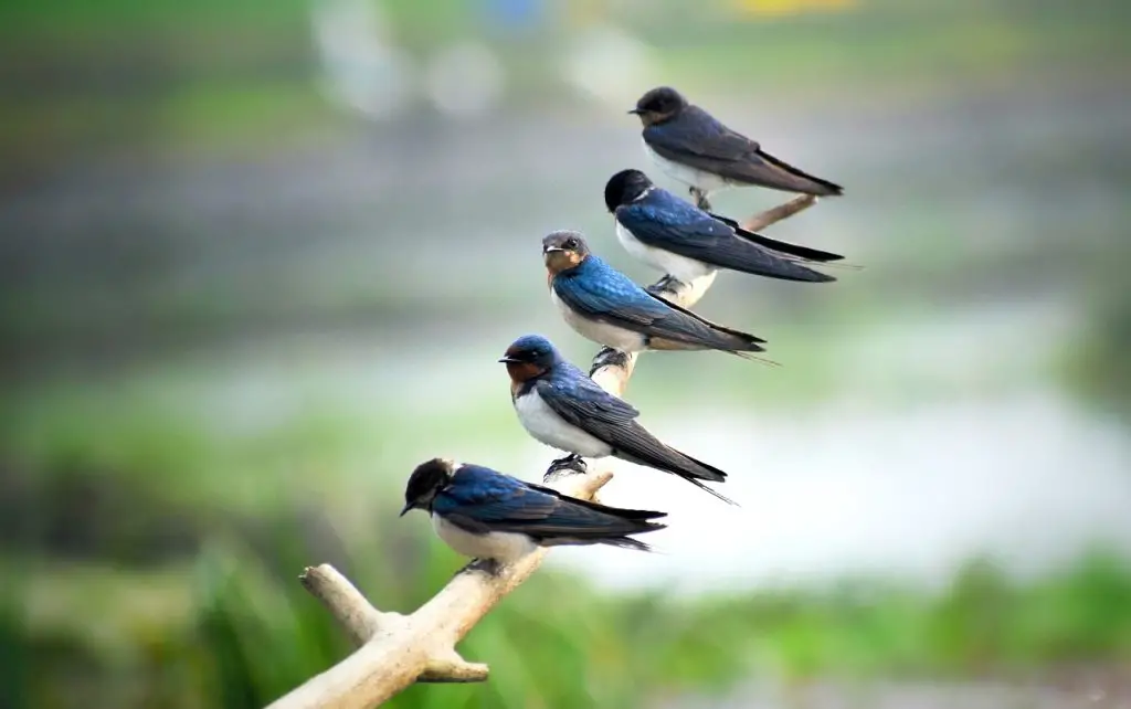 Swallow (Tachycineta Bicolor, Atticora Fasciata)