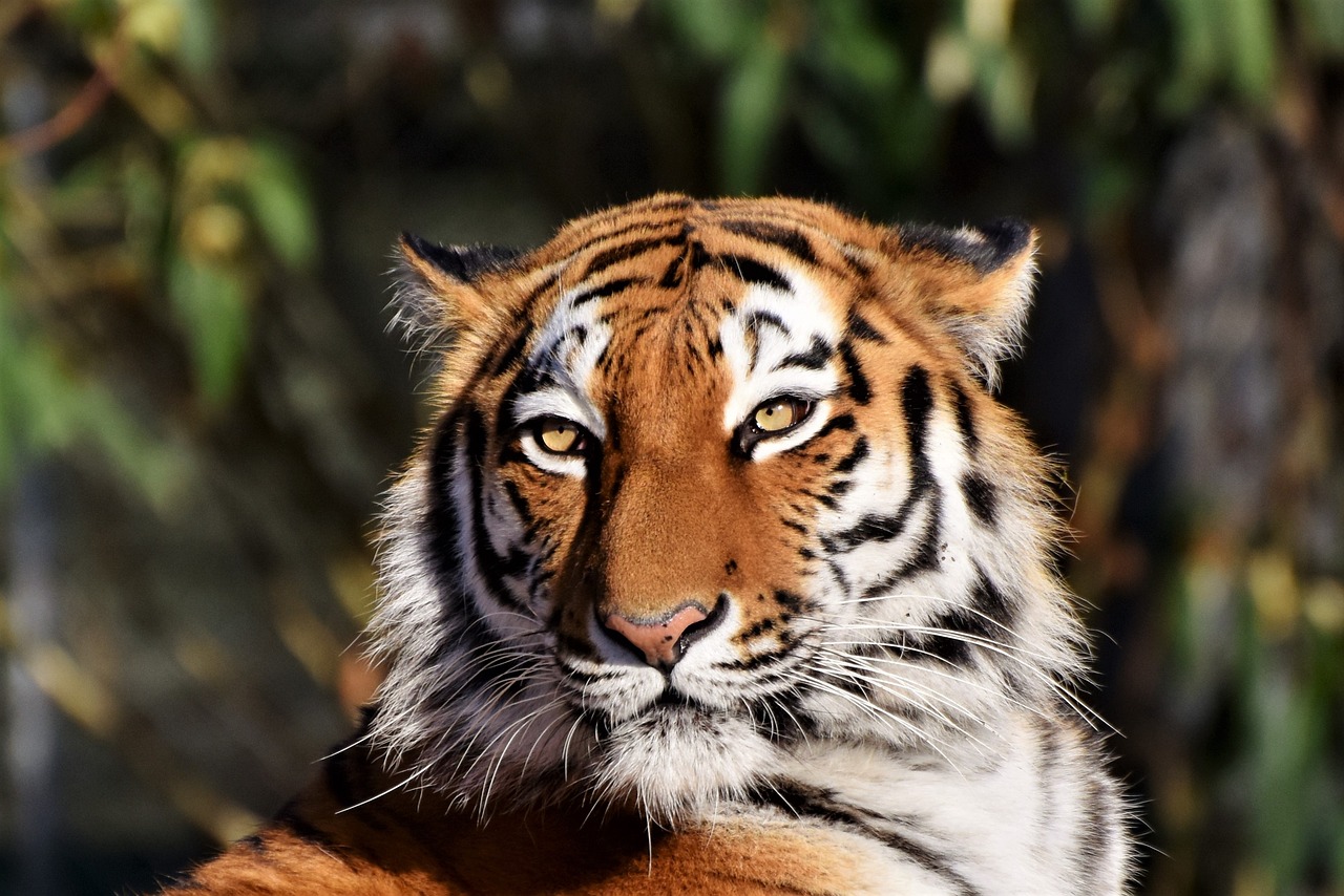 Tiger (Panthera Tigris)