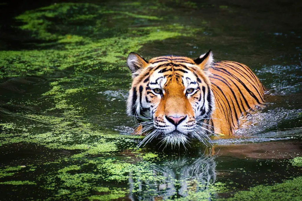 Tiger (Panthera Tigris)