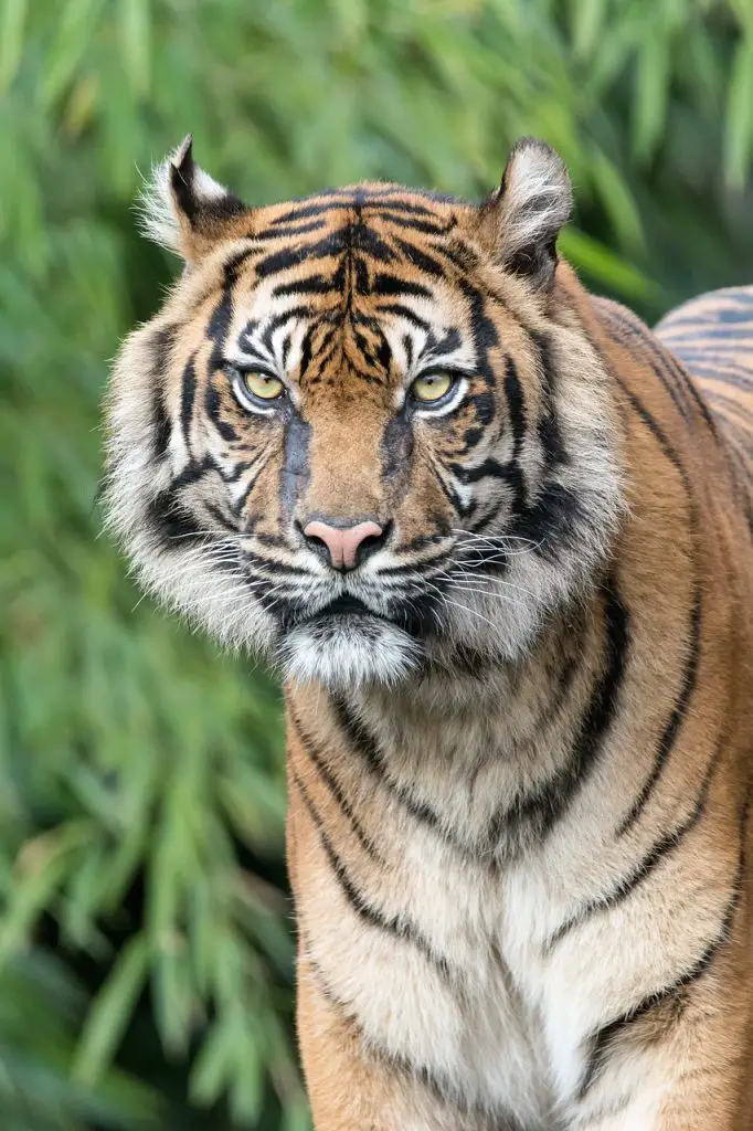 Tiger (Panthera Tigris)