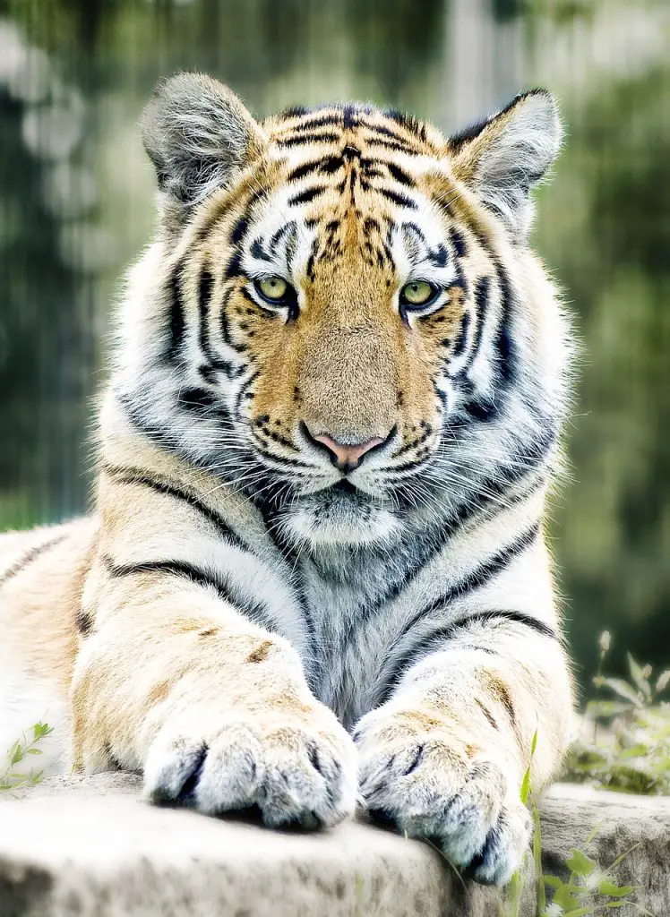 Tiger (Panthera Tigris)