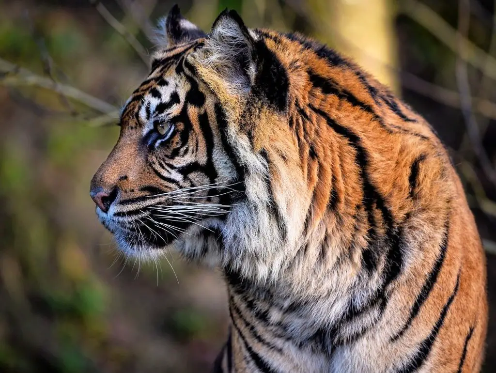 Tiger (Panthera Tigris)