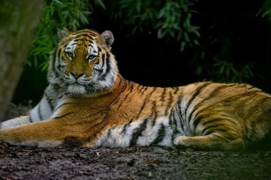 Tiger (Panthera Tigris)