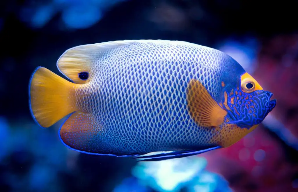 Butterfly Fish (Chaetodontidae)