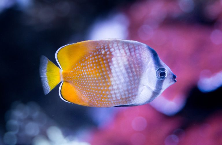 Butterfly Fish (Chaetodontidae)