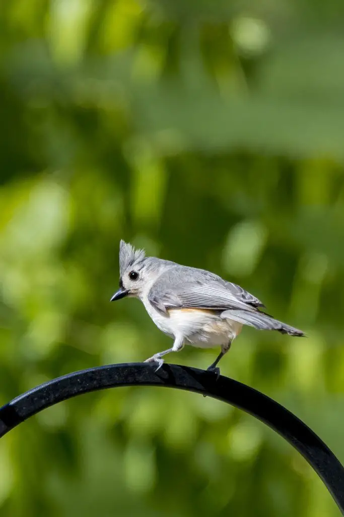 Tufted Titmouse (B. Bicolor)