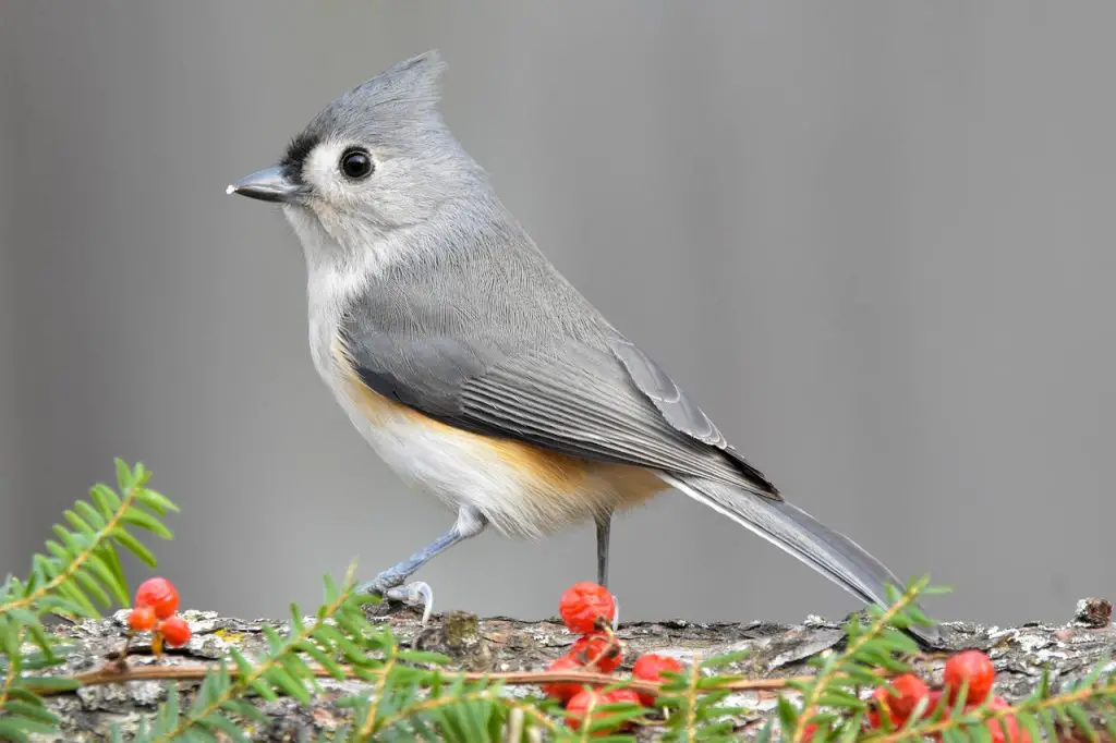 Tufted Titmouse (B. Bicolor)