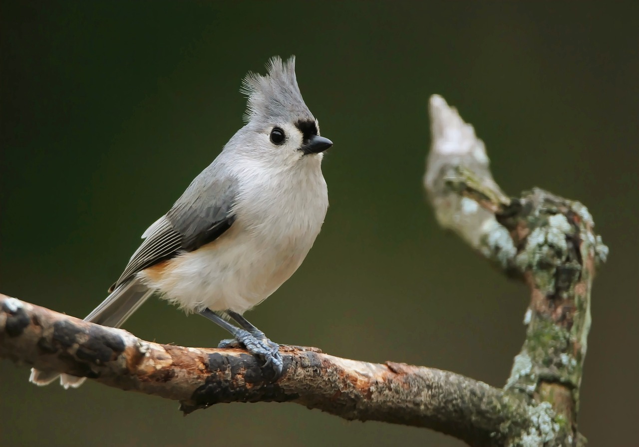 Tufted Titmouse (B. Bicolor)