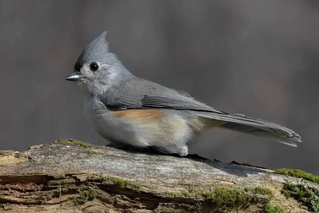 Tufted Titmouse (B. Bicolor)