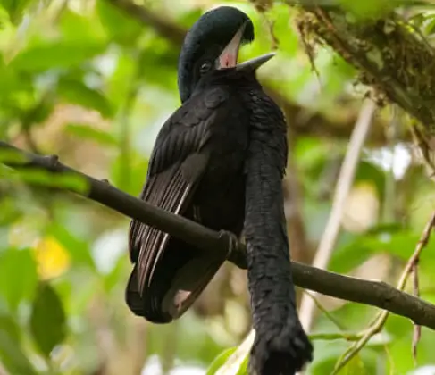 Umbrellabird (Cephalopterus)