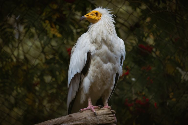 Egyptian Vulture (Neophron Percnopterus) Birds