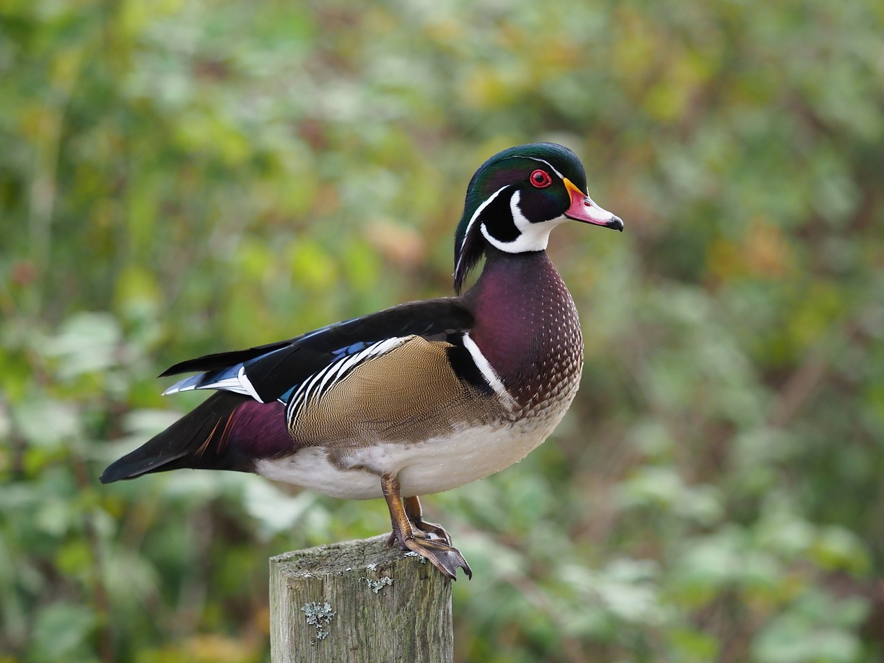 Wood Duck (Aix Sponsa)