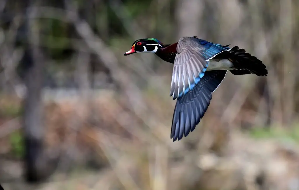 Wood Duck (Aix Sponsa)