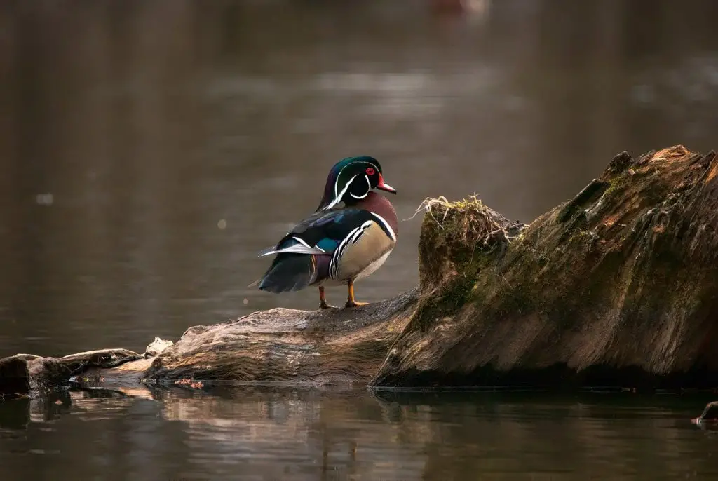 Wood Duck (Aix Sponsa)