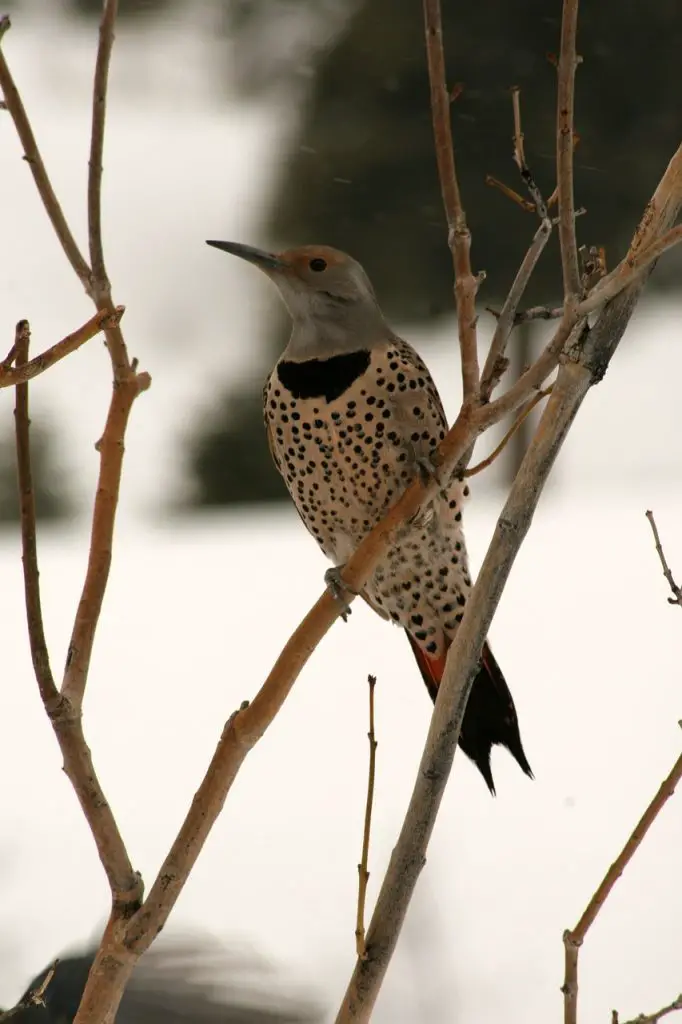 Northern Flicker (C. Auratus)