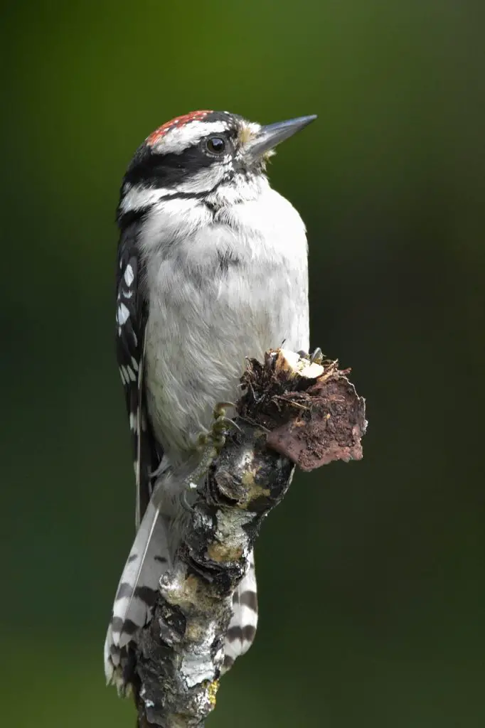 Downy Woodpecker (D. Pubescens)