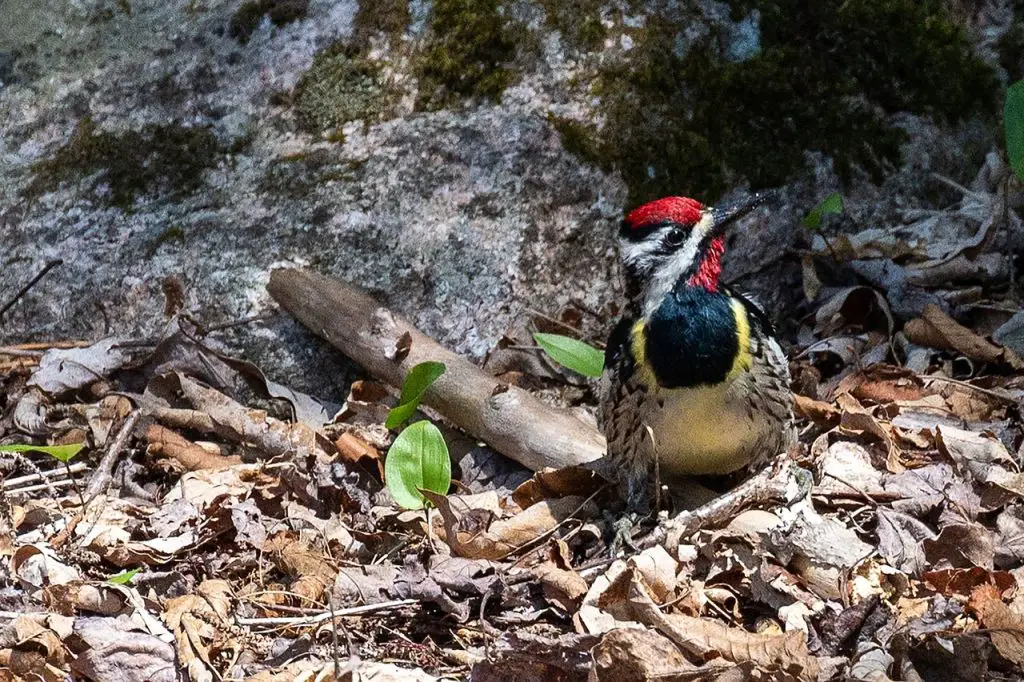 Yellow Bellied Sapsucker (Sphyrapicus Varius)