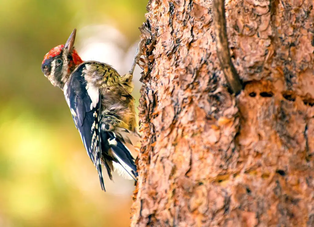 Yellow Bellied Sapsucker (Sphyrapicus Varius)