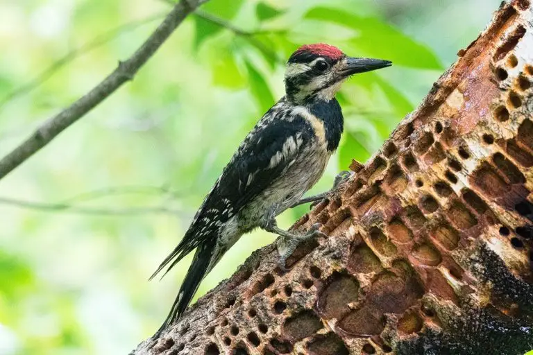 Yellow Bellied Sapsucker (Sphyrapicus Varius)