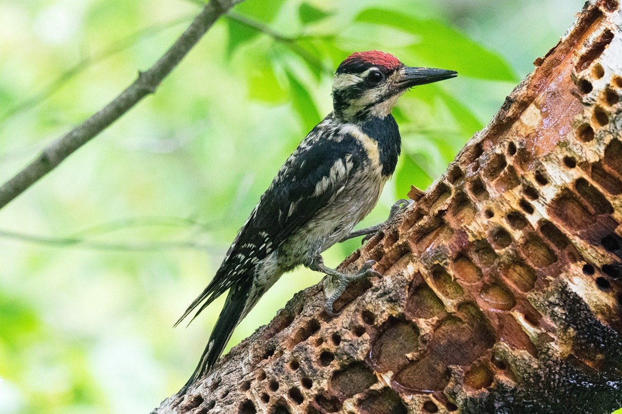 Yellow Bellied Sapsucker (Sphyrapicus Varius)