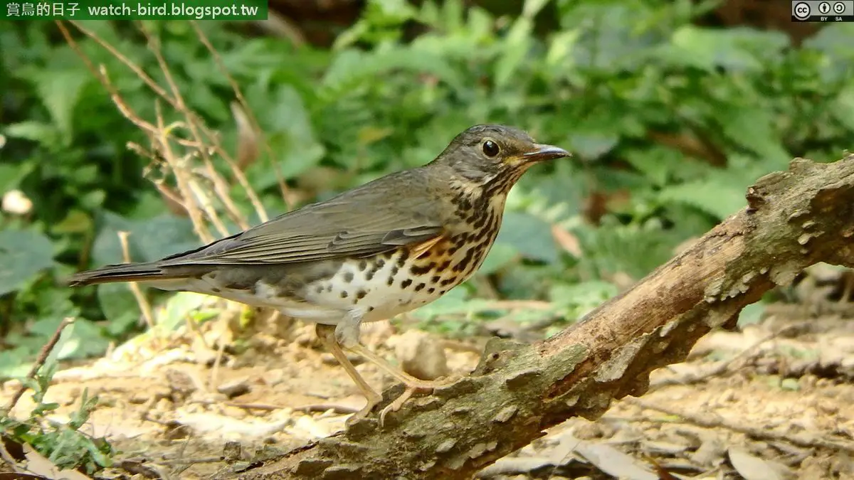 Japanese Thrush Bird