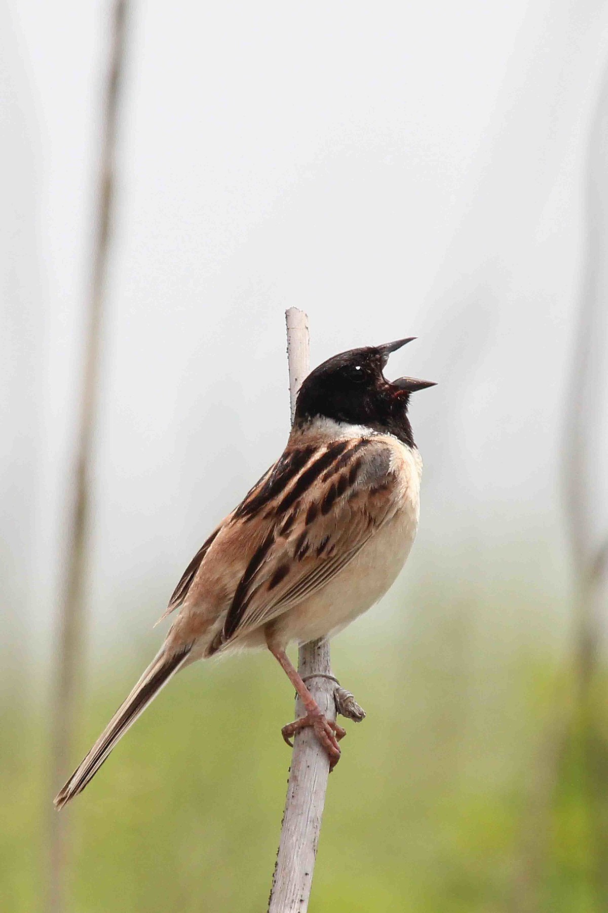 Japanese Reed Bunting Birds