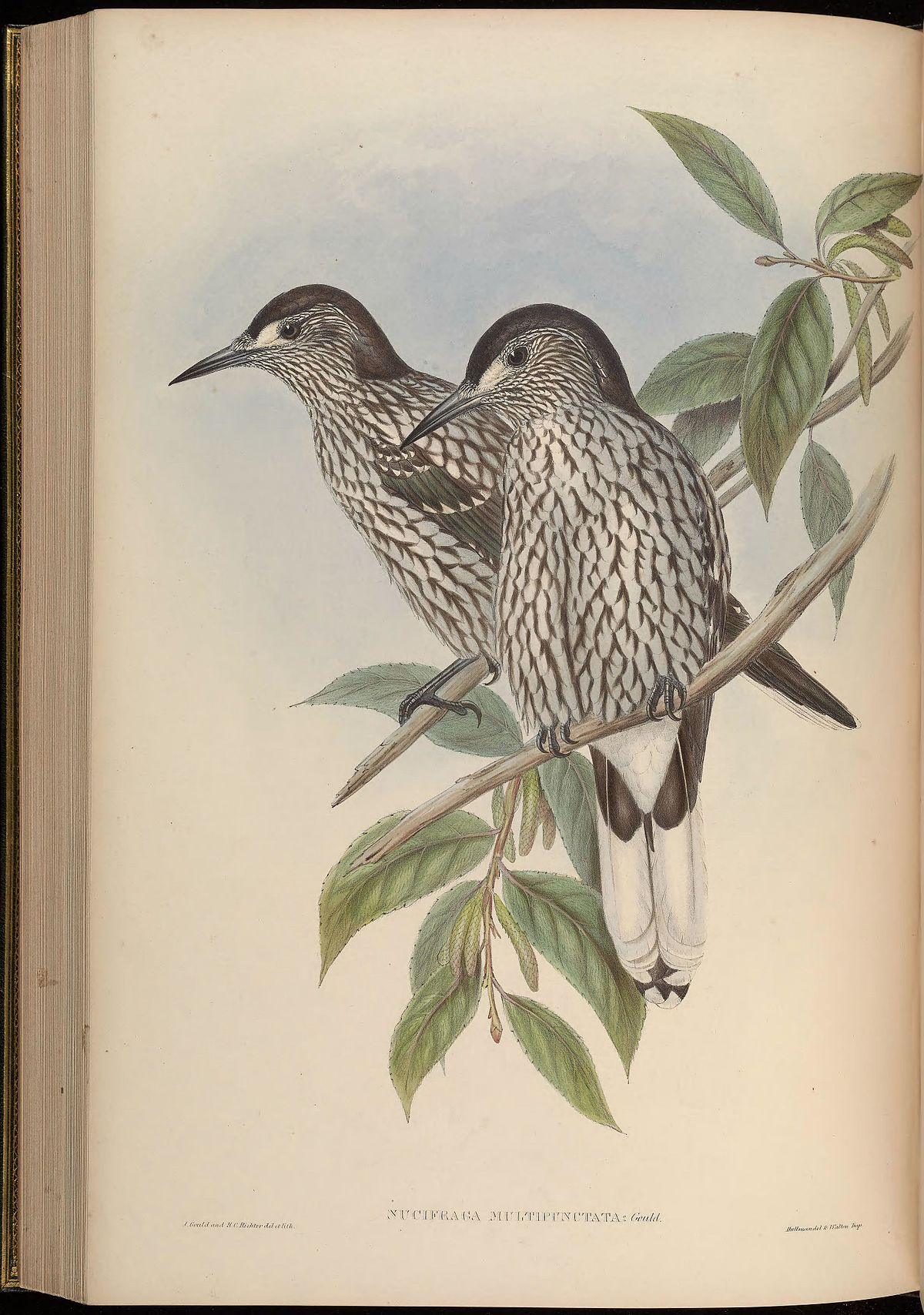 Large-Spotted Bird