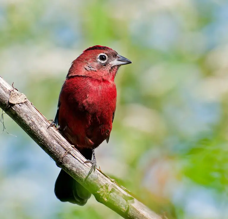 Red Pileated Finch Birds