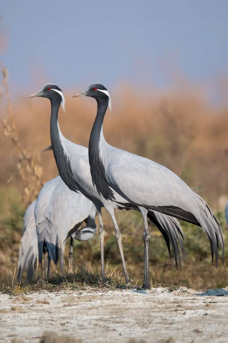 Demoiselle Crane Birds