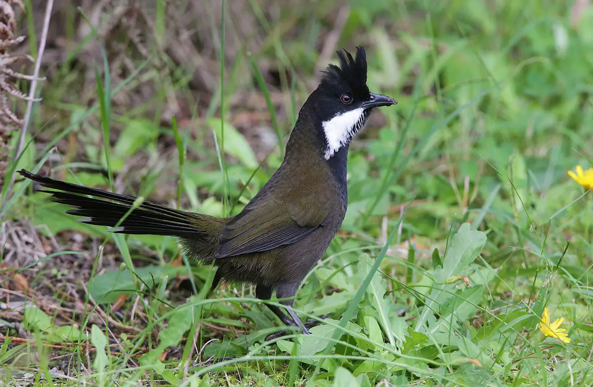 Eastern Whipbird Birds