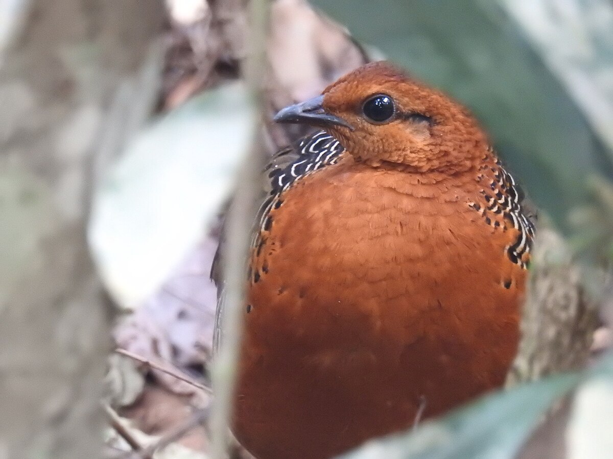 Ferruginous Partridge Birds