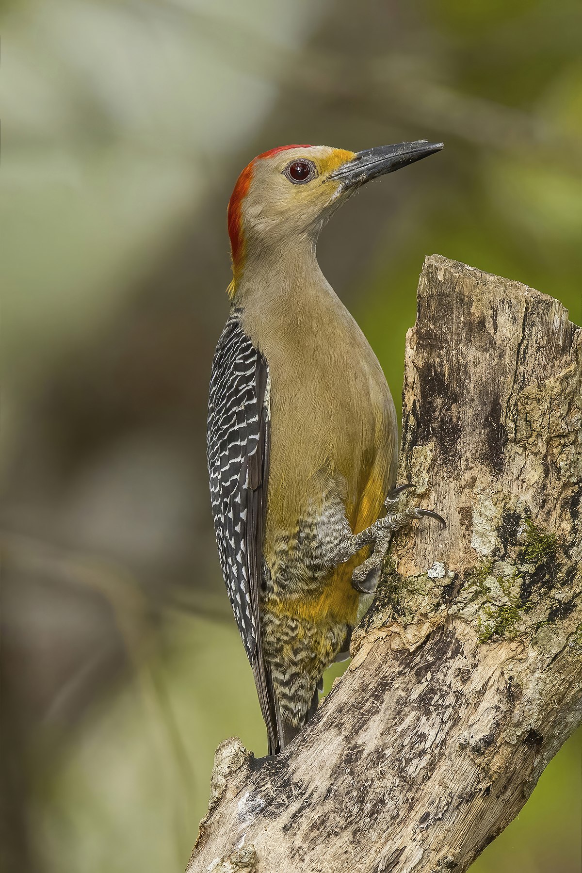 Velasquez'S Woodpecker Birds