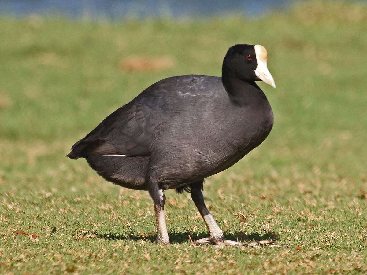 Hawaiian Coot Bird