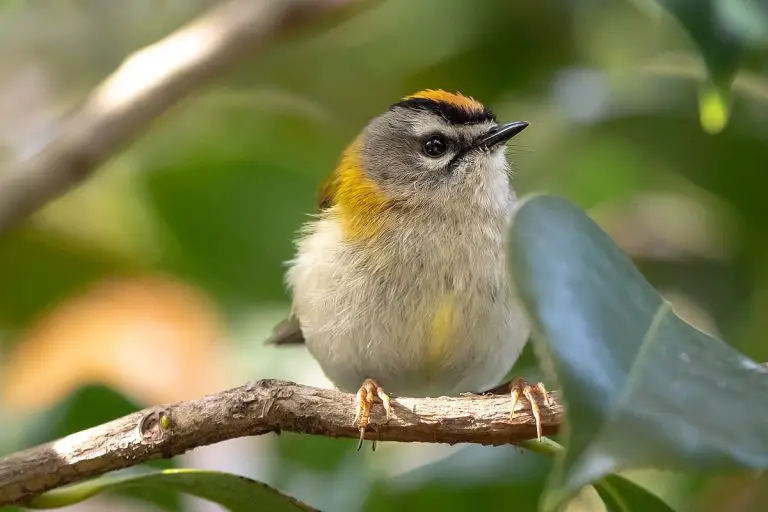 Madeira Firecrest Birds