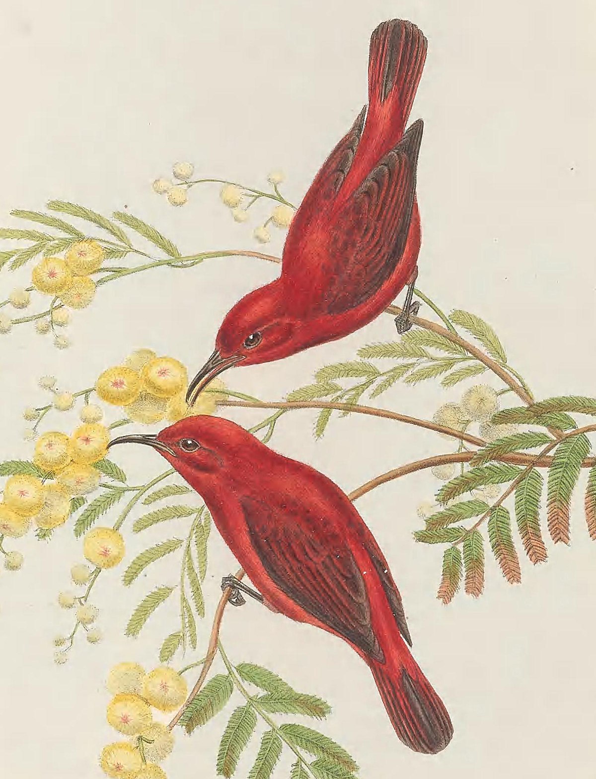 Red Myzomela Birds