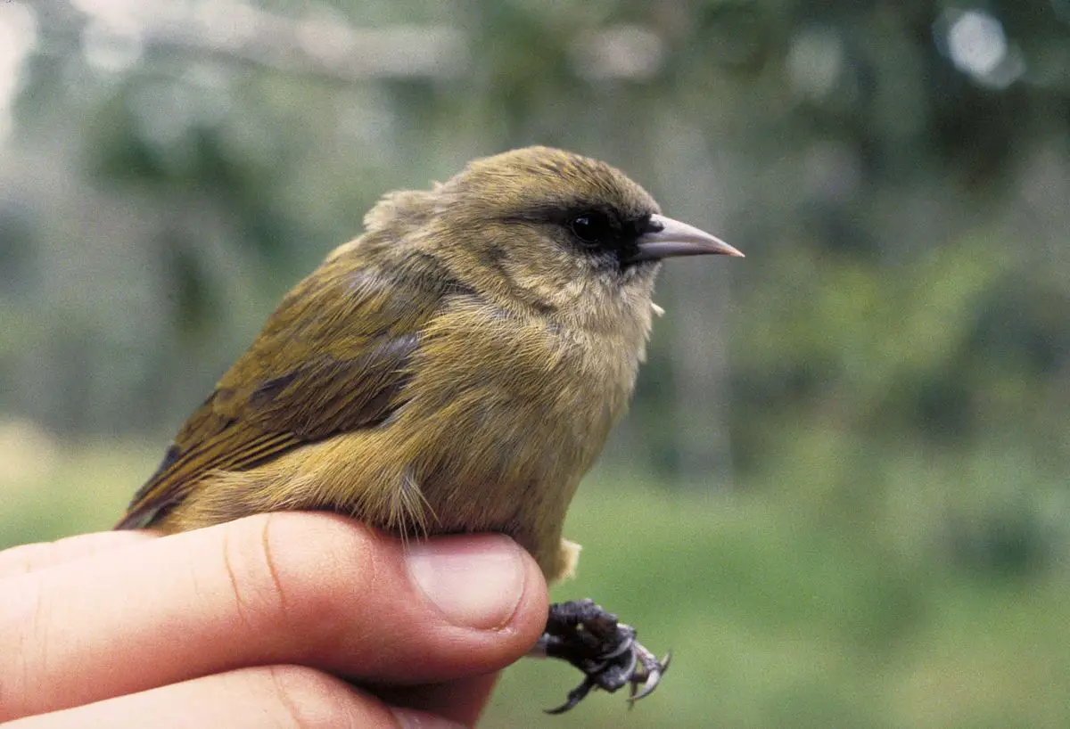 Hawaiʻi Creeper Birds