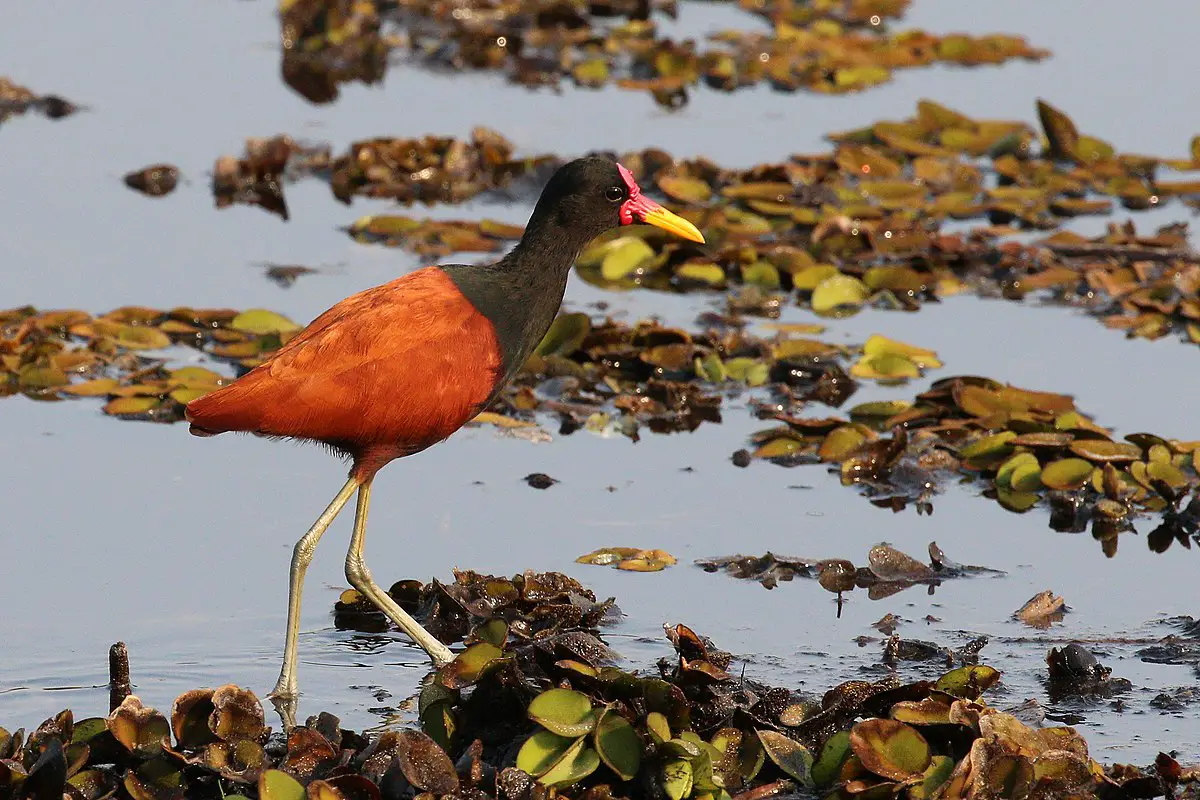 Wattled Jacana