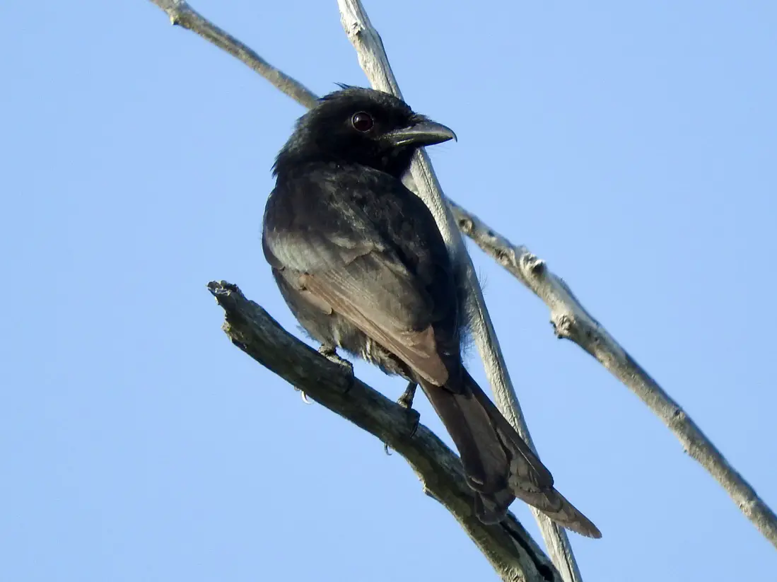 Aldabra-Drongo