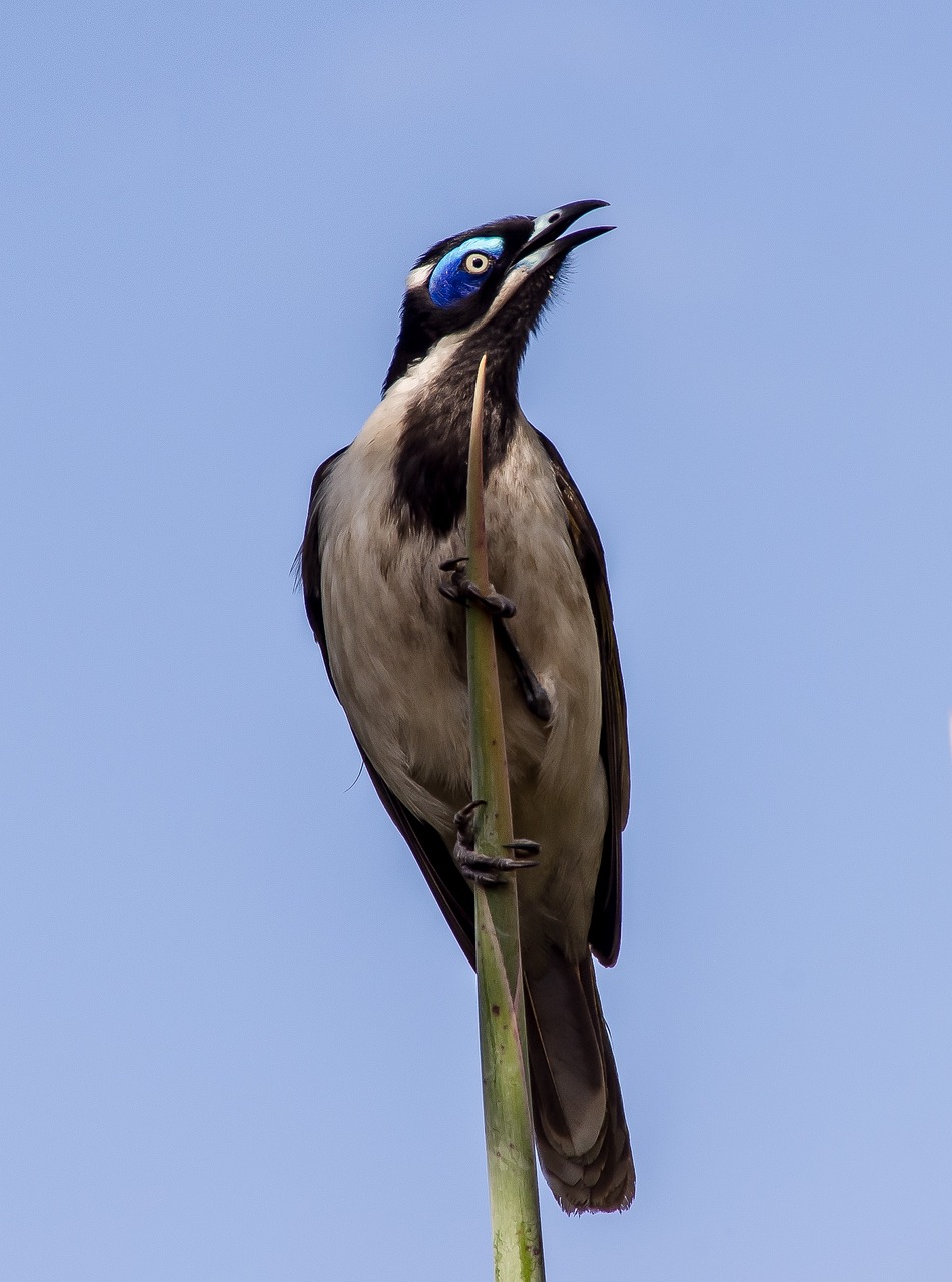 Giant Honeyeater Bird