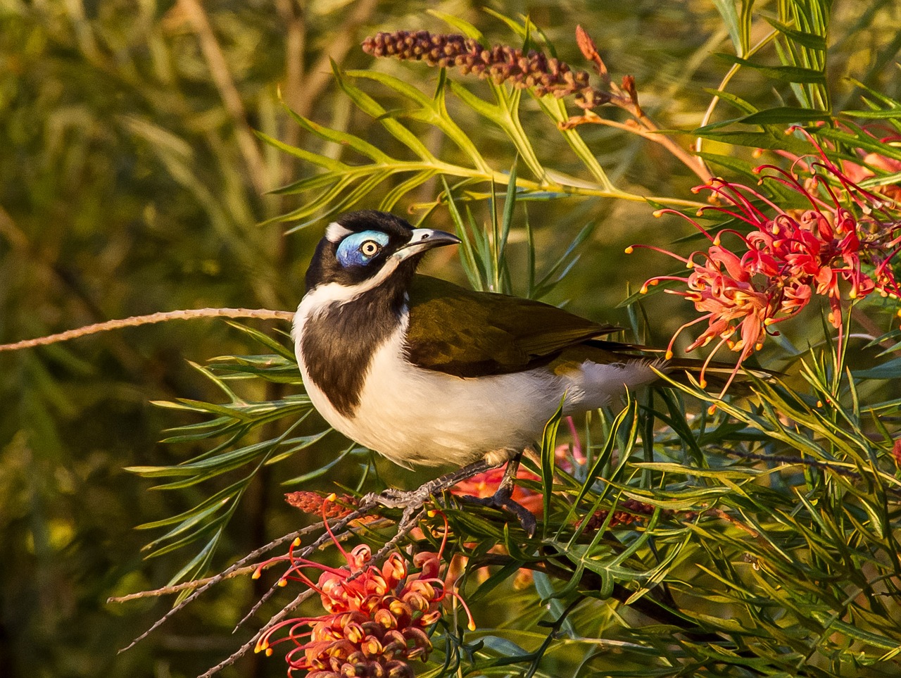 Giant Honeyeater Bird