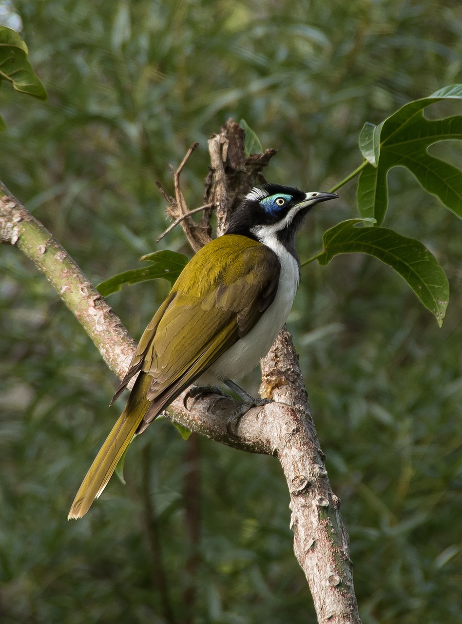 Giant Honeyeater Bird